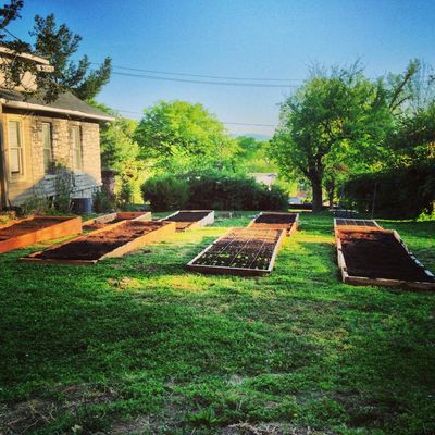 Cultivate Garden - Local Grower